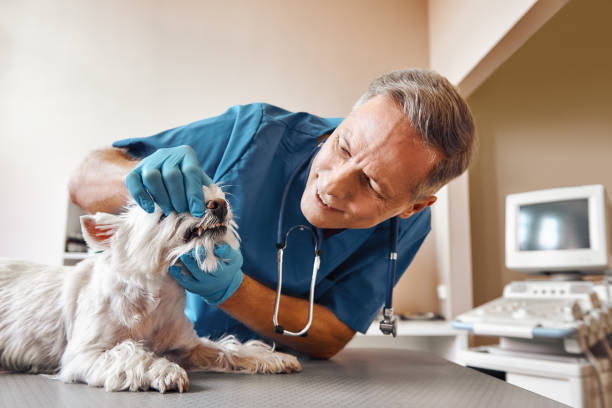 Best After-Hours Emergency Dentist in Annapolis, MD